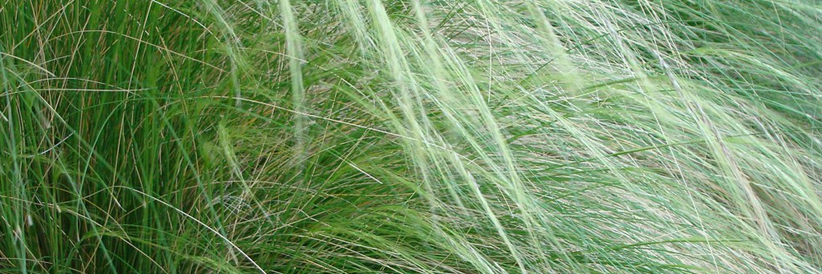 Mexican Feather Grass